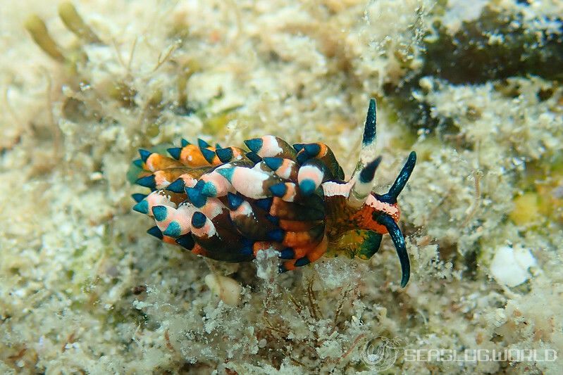 ターコイズミノウミウシ Eubranchus sp.11