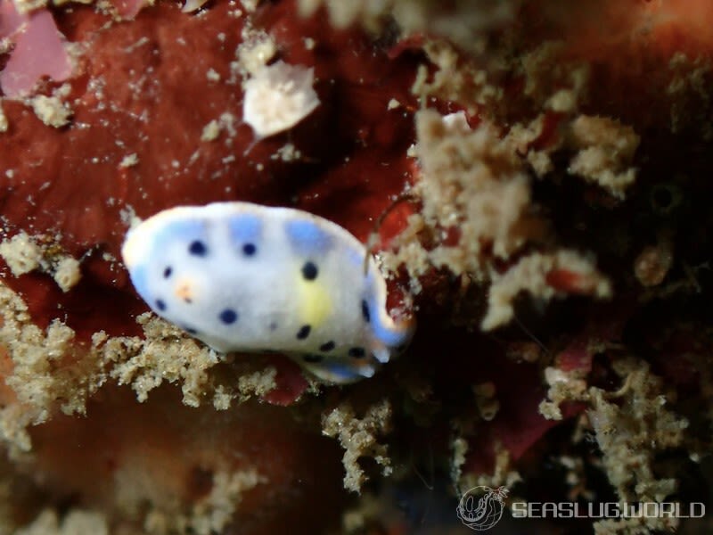 ウスイロウミウシ Hypselodoris placida