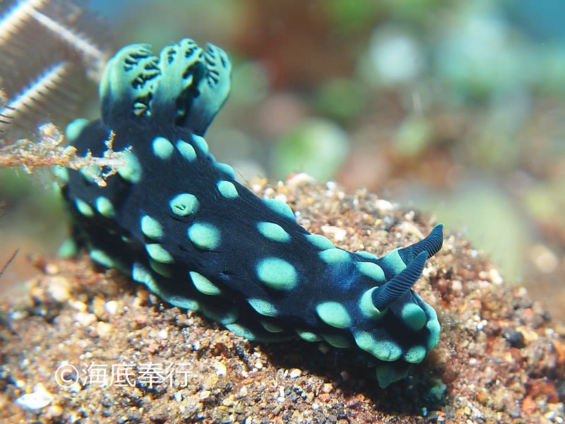 トサカリュウグウウミウシ Nembrotha cristata