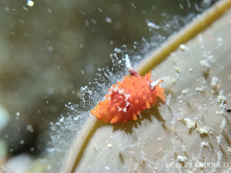 クロイバラウミウシ Okenia echinata