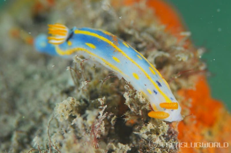 アオウミウシ Hypselodoris festiva