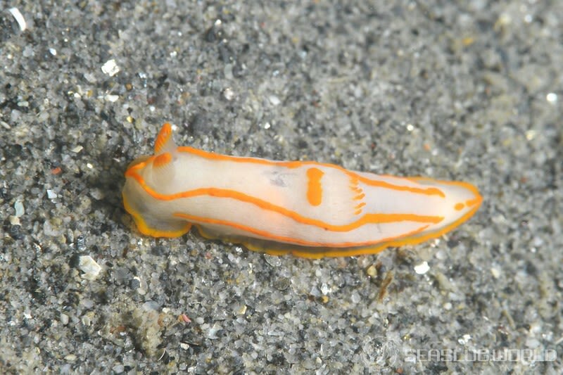 キンセンウミウシ Gymnodoris amakusana