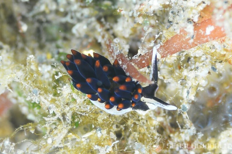 アリモウミウシ Ercolania boodleae