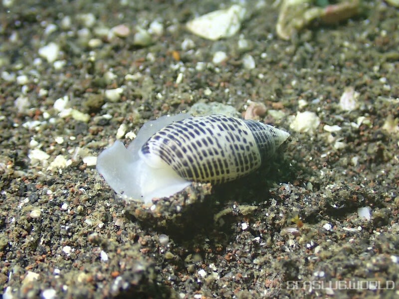 コシイノミガイ Pupa strigosa