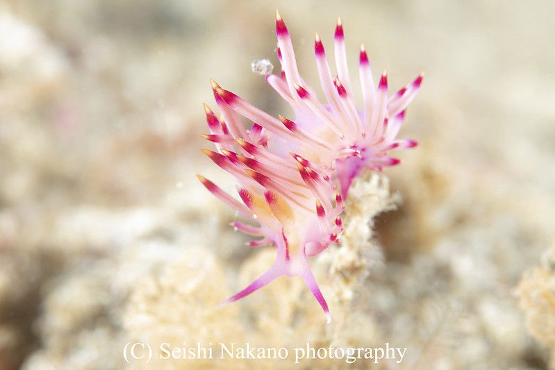 ロータスミノウミウシ Coryphellina lotos