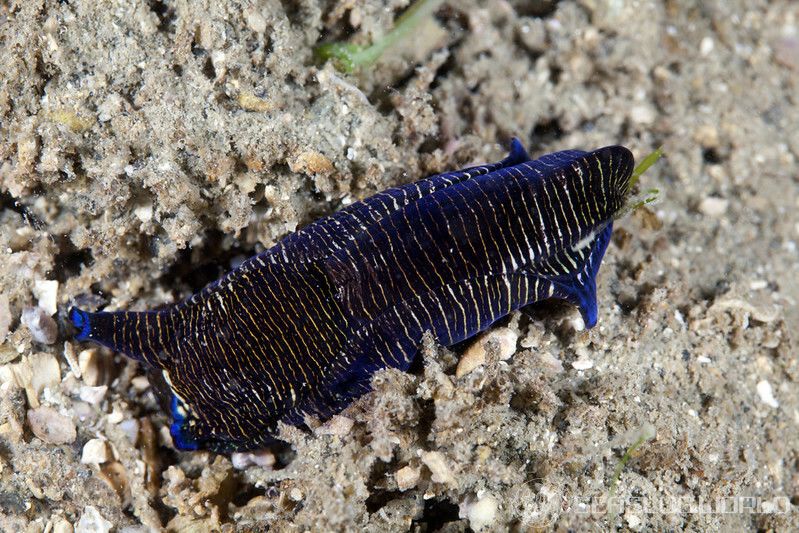 ヨコジマキセワタ Tubulophilinopsis lineolata