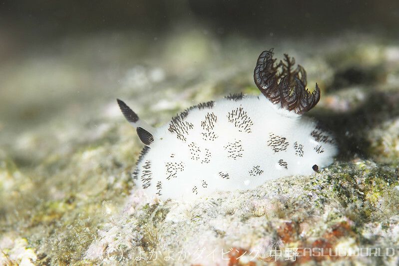 ブチウミウシ Jorunna funebris