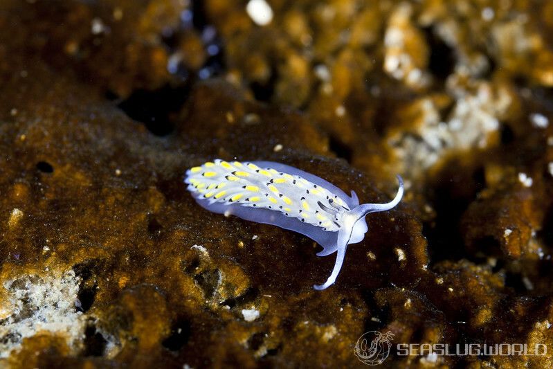 カスミミノウミウシ Cerberilla asamusiensis