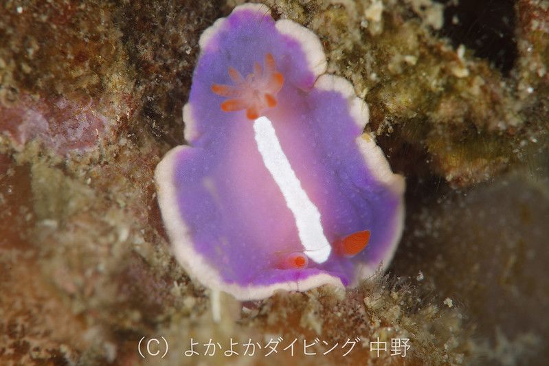 フジイロウミウシ Verconia purpurea