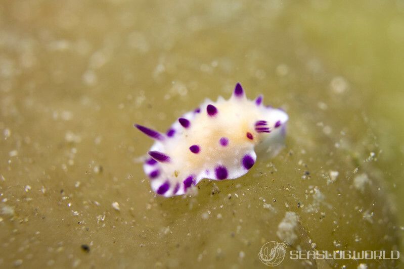 レンゲウミウシ Mexichromis multituberculata