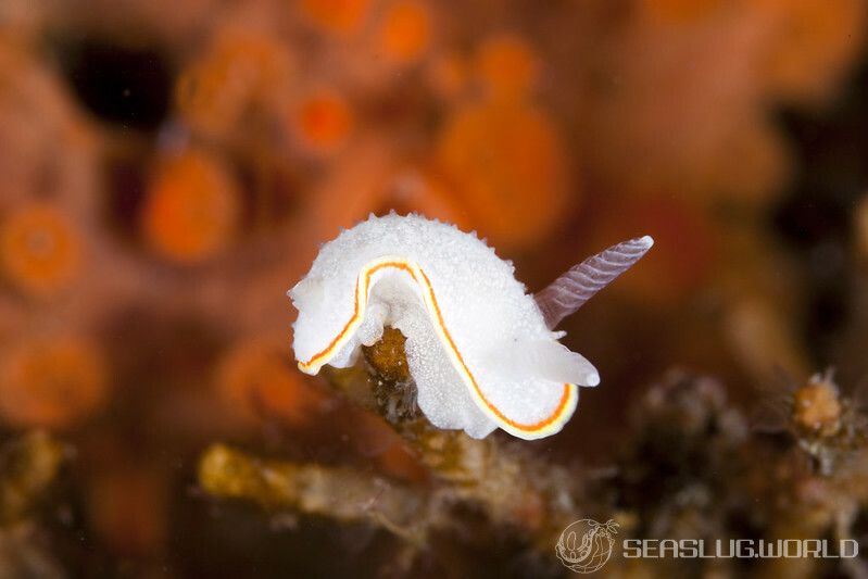 ミツイラメリウミウシ Diaphorodoris mitsuii