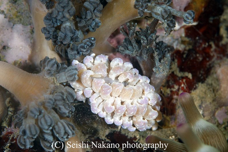 フィロデスミウム・クリプティクム Phyllodesmium crypticum