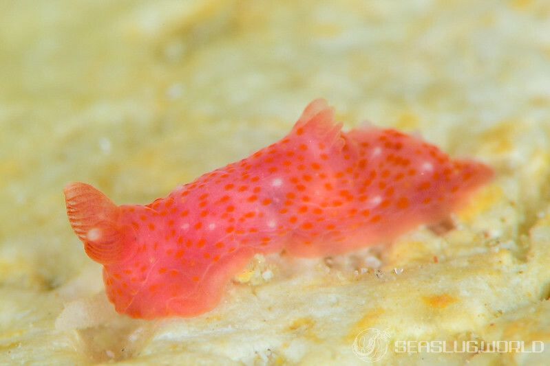 キヌハダウミウシ属の一種 17 Gymnodoris sp.17