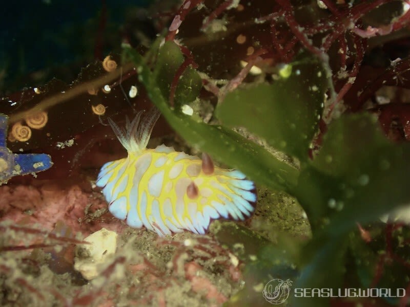 ボブサンウミウシ Goniobranchus roboi