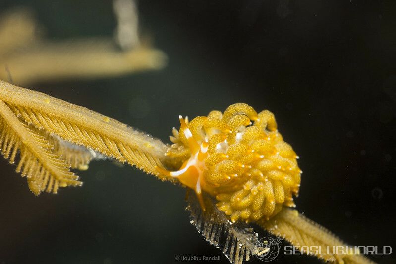 フトガヤミノウミウシ Trinchesia yamasui