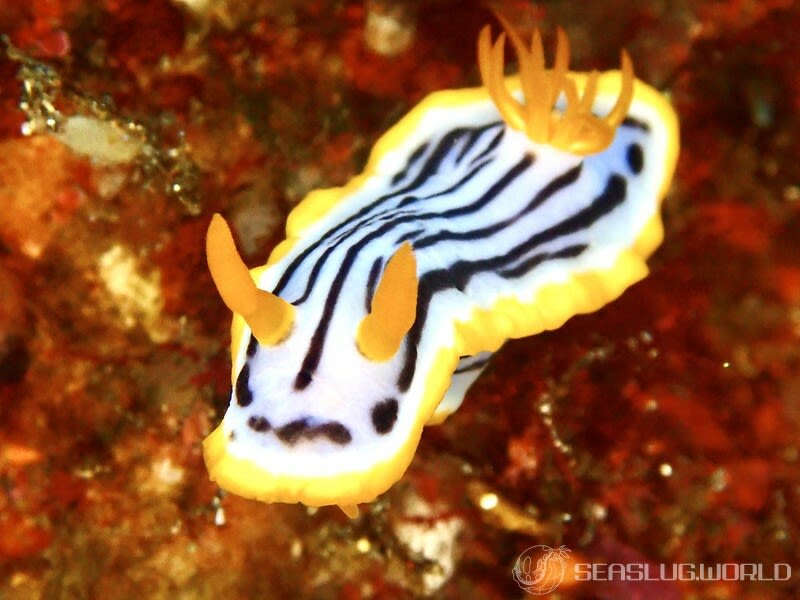 クロスジウミウシ Chromodoris sp. 6