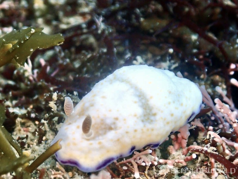 ヒメコモンウミウシ Goniobranchus rufomaculatus