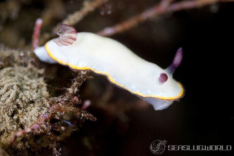 シラヒメウミウシ Goniobranchus sinensis