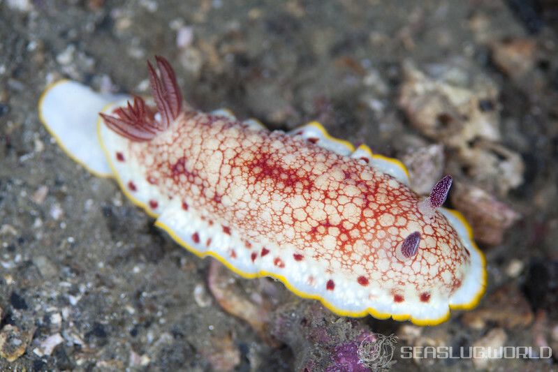 サラサウミウシ Goniobranchus sp.16