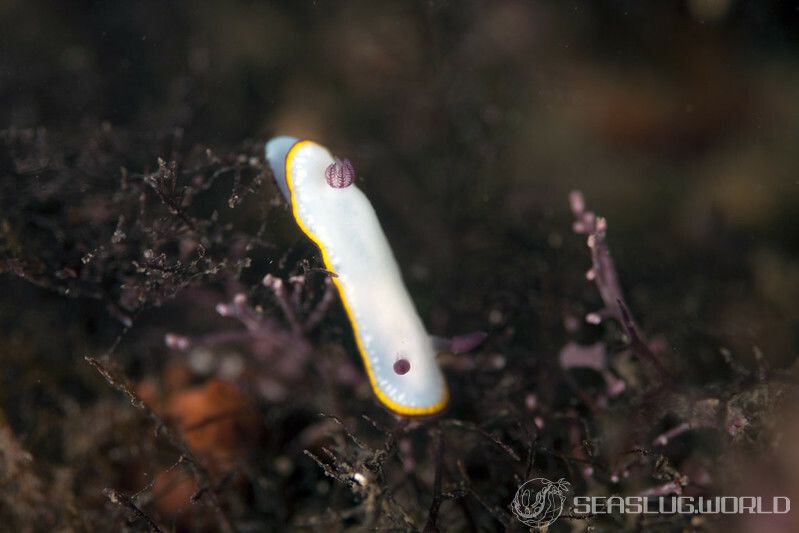 シラヒメウミウシ Goniobranchus sinensis