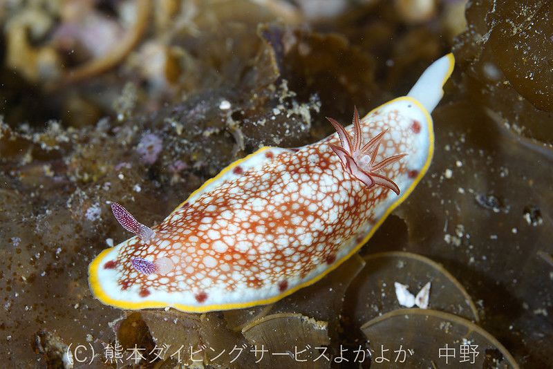 サラサウミウシ Goniobranchus sp.16