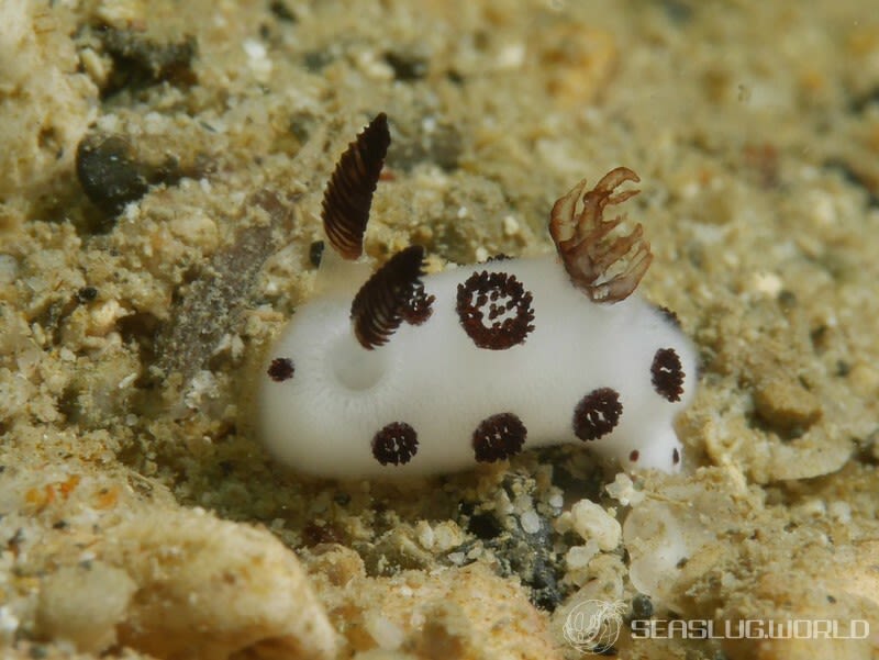 ブチウミウシ Jorunna funebris