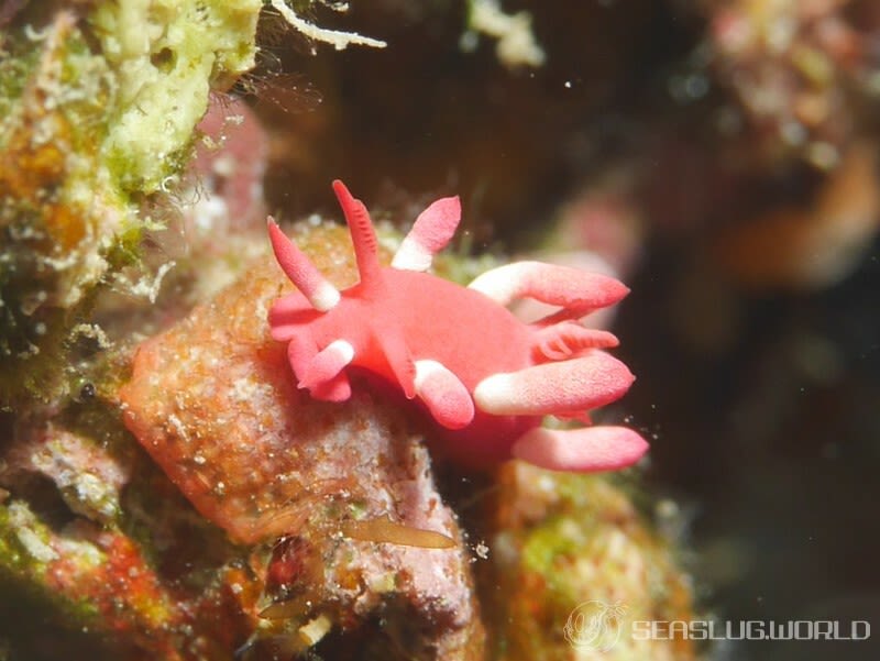 アカイバラウミウシ Ceratodoris kondoi