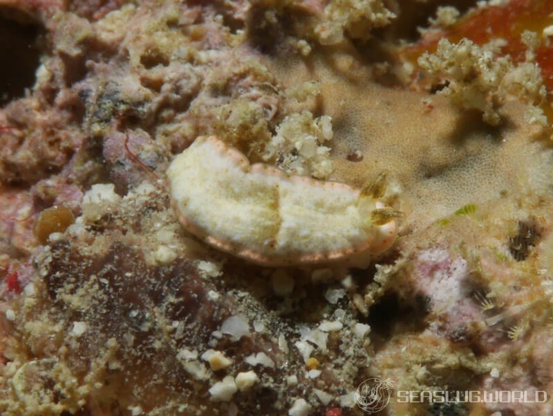 ミルクオトメウミウシ Dermatobranchus fasciatus