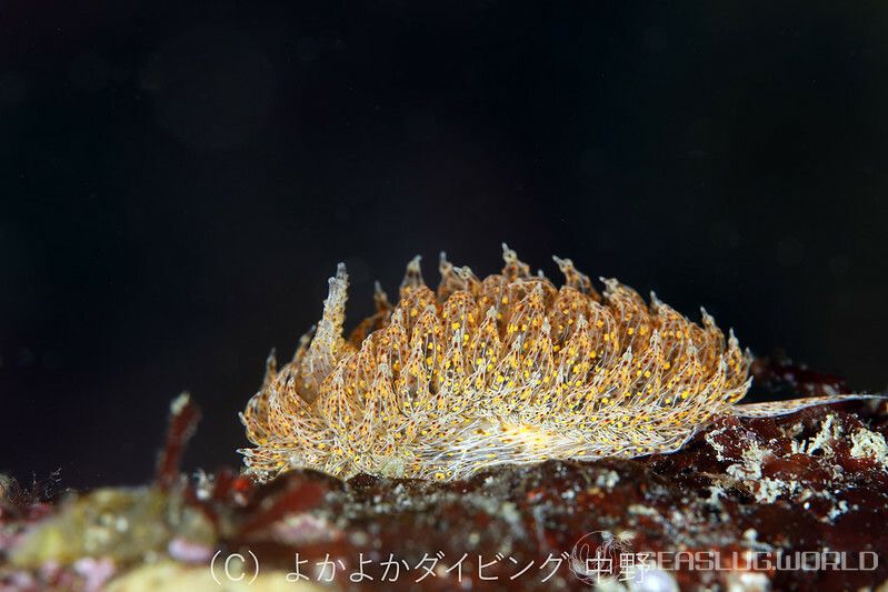 タマガワコヤナギウミウシ Janolus indicus