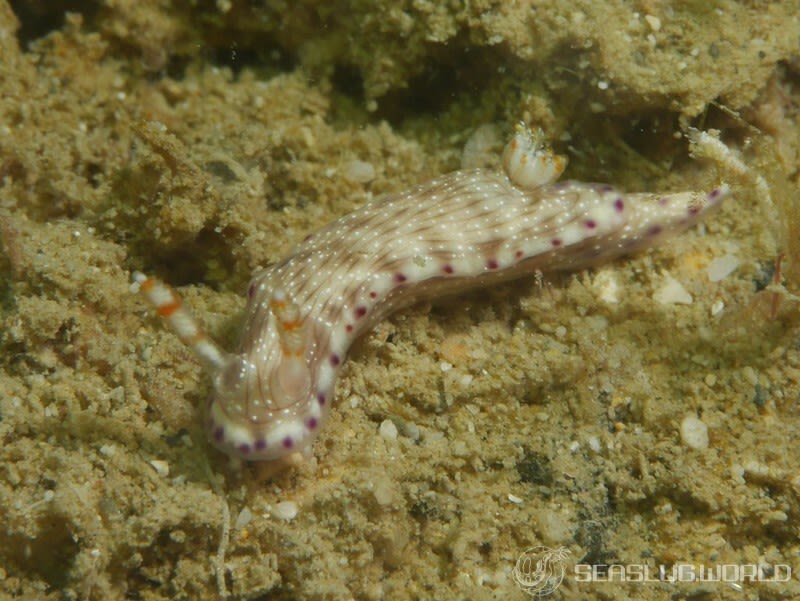 コナユキイロウミウシ Hypselodoris skyleri