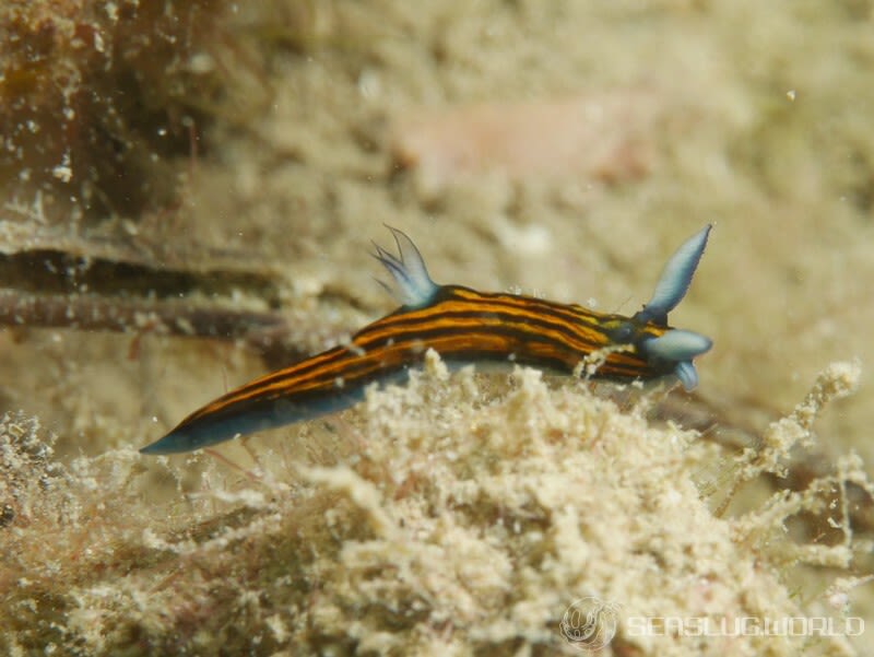 リュウグウウミウシ Roboastra gracilis