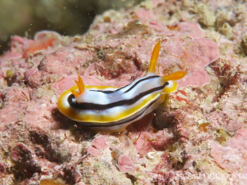 シボリイロウミウシ Chromodoris strigata