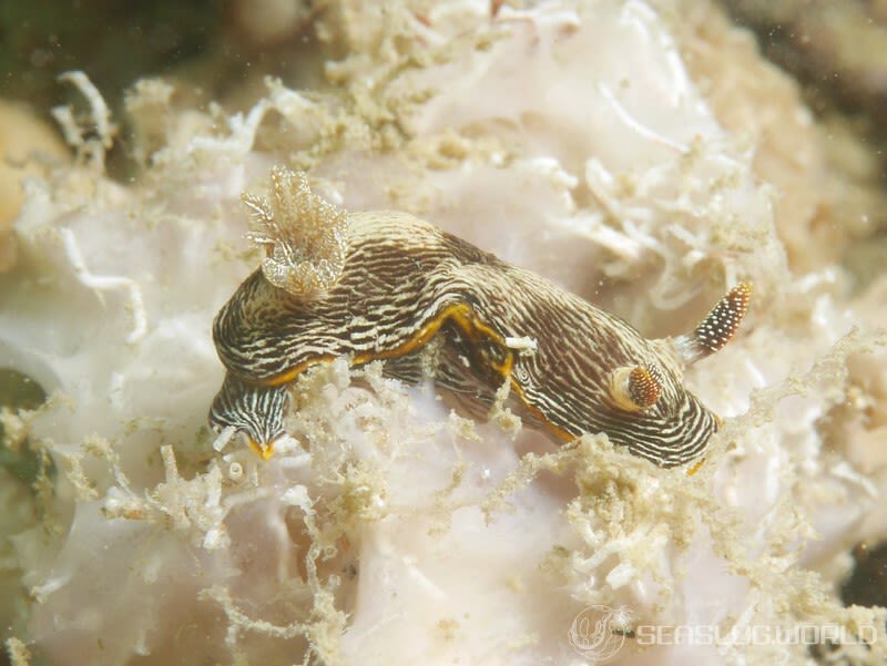 ホソスジイロウミウシ Chromodoris lineolata