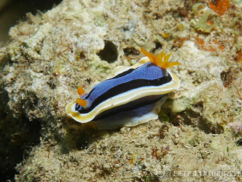 アンナウミウシ Chromodoris annae