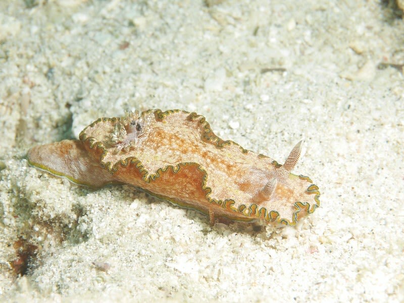 モンジャウミウシ Glossodoris cf. cincta