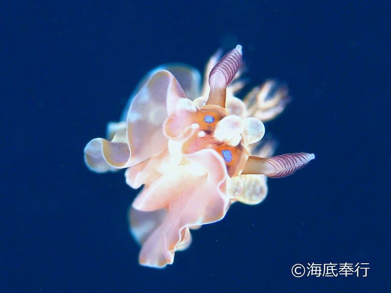 ミヤコウミウシ Dendrodoris krusensternii