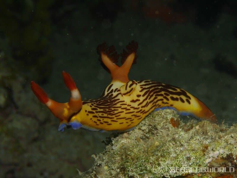 セグロリュウグウウミウシ Nembrotha chamberlaini