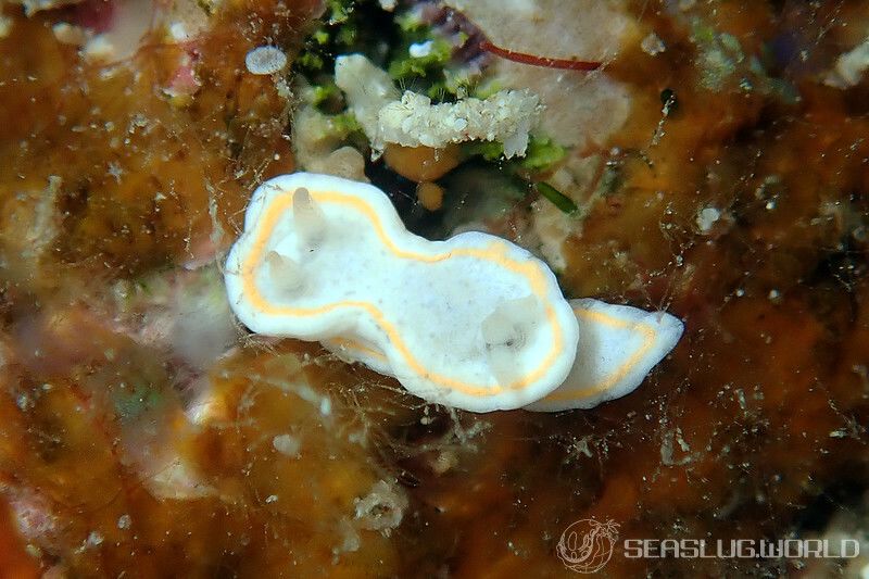 ミツイラメリウミウシ属の一種 2 Diaphorodoris sp. 2