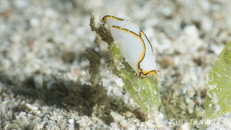 クロヘリシロツバメガイ Chelidonura pallida