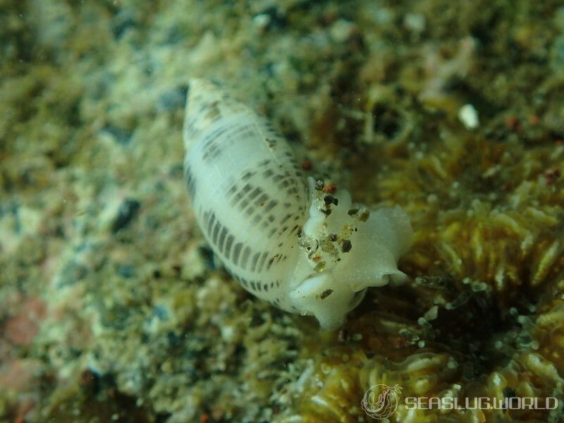 コシイノミガイ Pupa strigosa