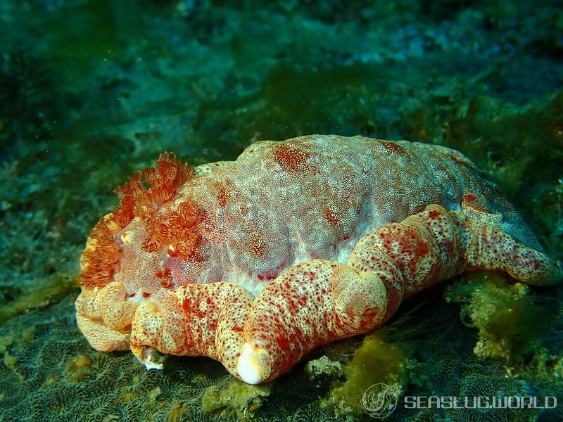 ミカドウミウシ Hexabranchus lacer