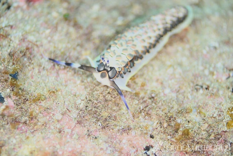 リュウキュウカスミミノウミウシ Cerberilla affinis