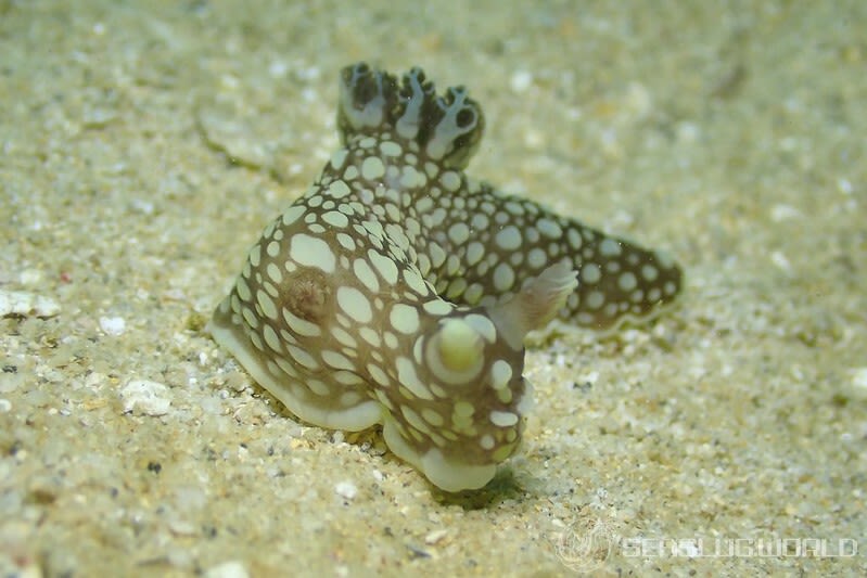 キヌハダウミウシ属の一種 30 Gymnodoris sp.30