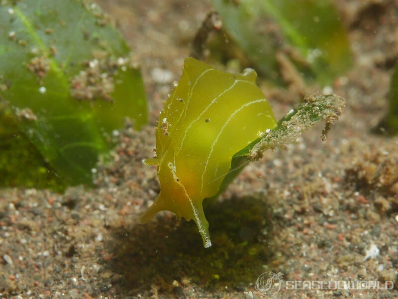 クサモチアメフラシ Syphonota geographica