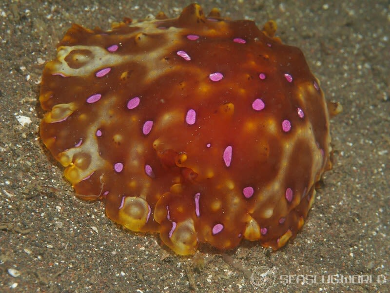 イッサイフシエラガイ Pleurobranchus mamillatus