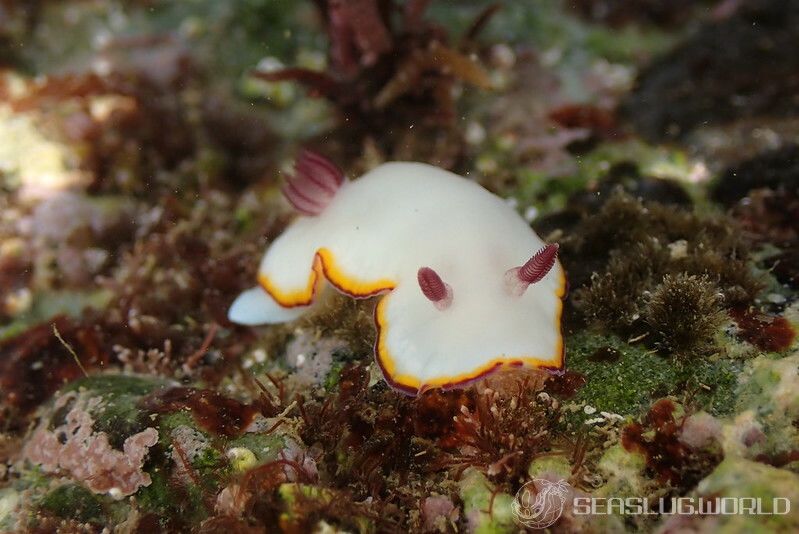 シラヒメウミウシ Goniobranchus sinensis