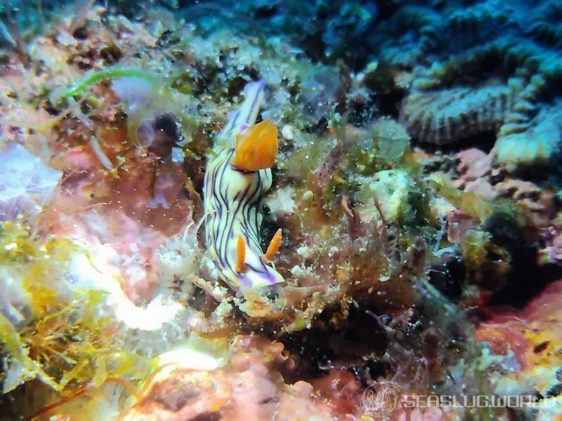 ソヨカゼイロウミウシ Hypselodoris zephyra