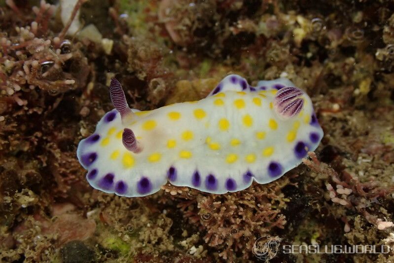 コモンウミウシ Goniobranchus aureopurpureus