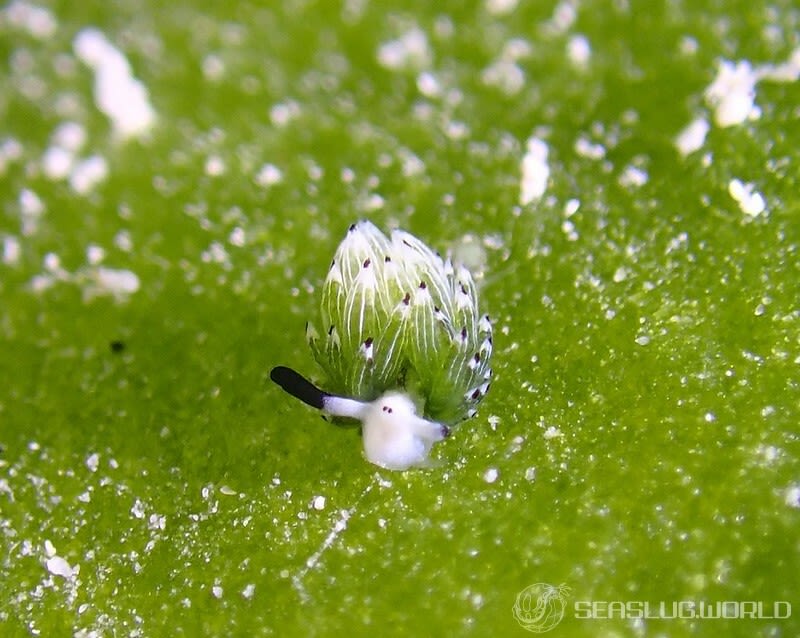 ウサギモウミウシ Costasiella usagi