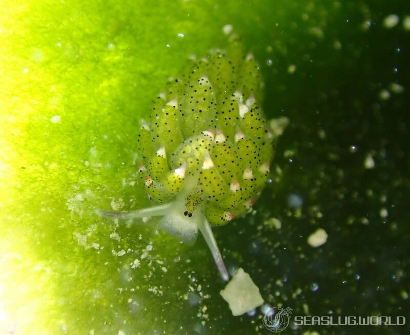 クサイロモウミウシ Costasiella paweli